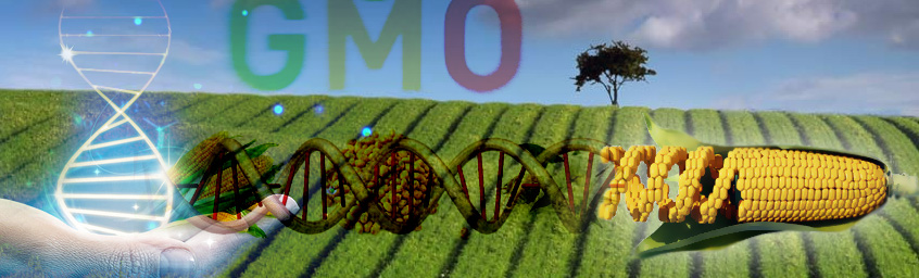 A Nóż Widelec – GMO